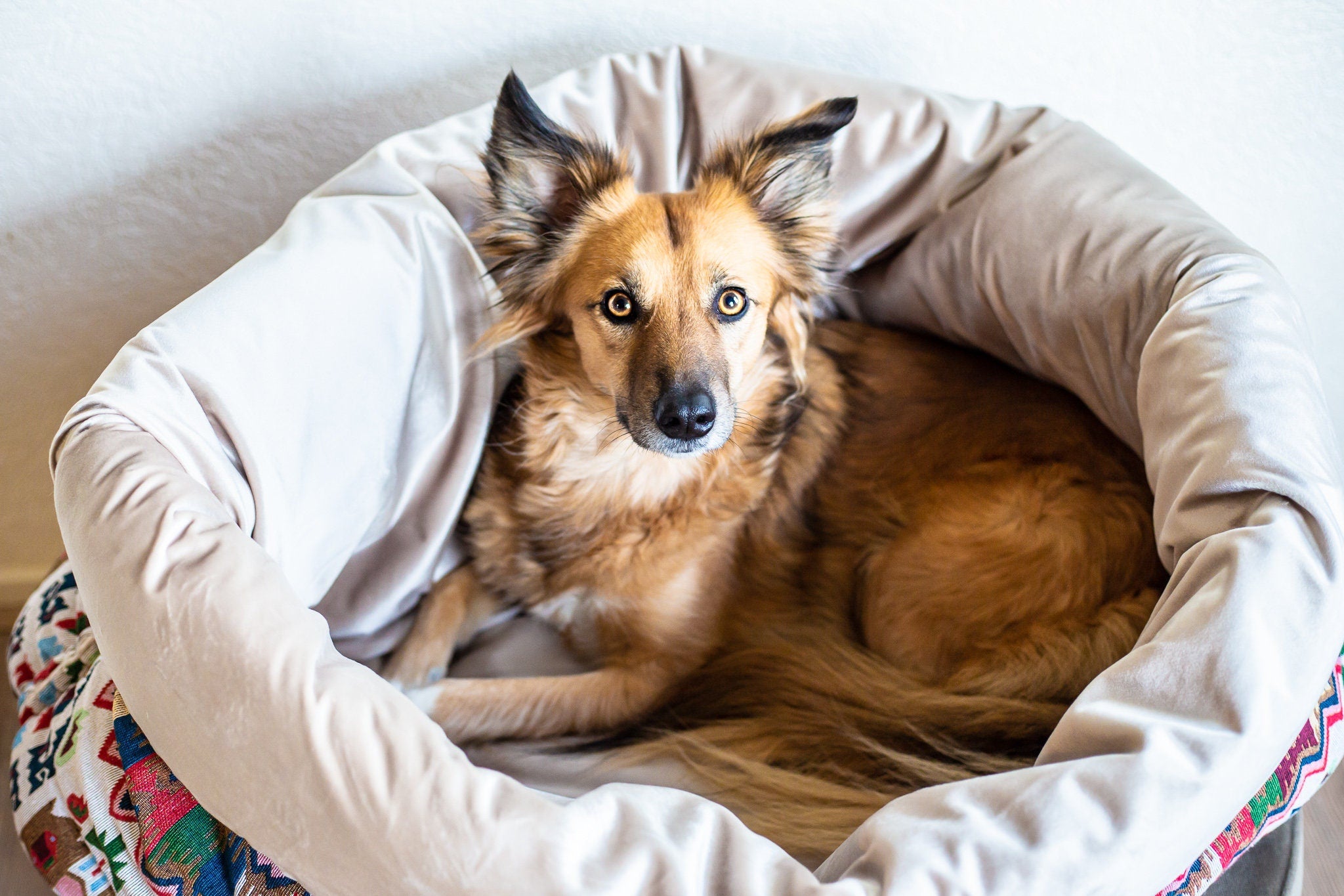 Dog snuggle outlet sack